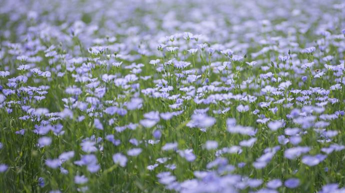 Lin maison, Lin de Maison